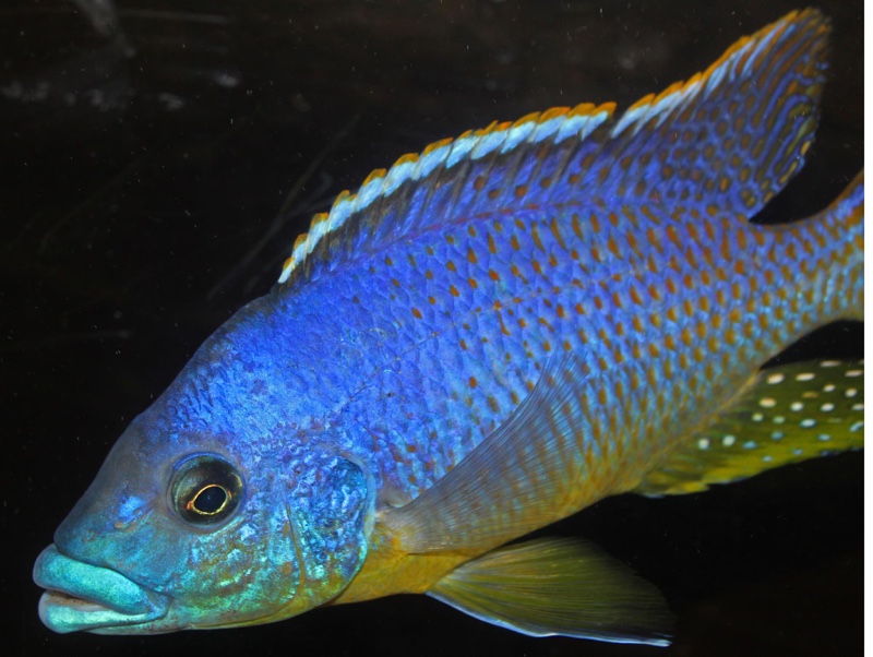 Protomelas sp. 'hertae'